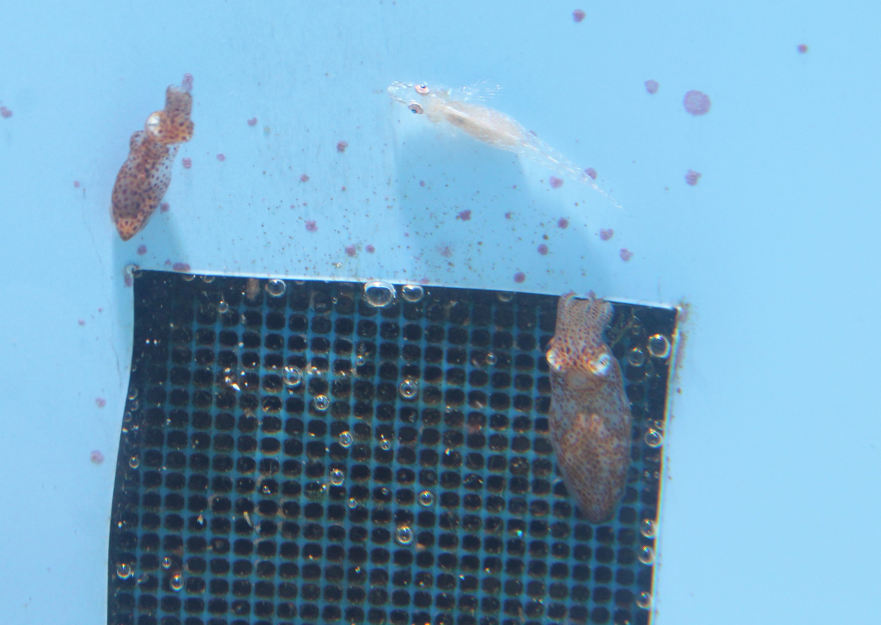 Northern Pigmy Squid (Idiosepius paradoxus)