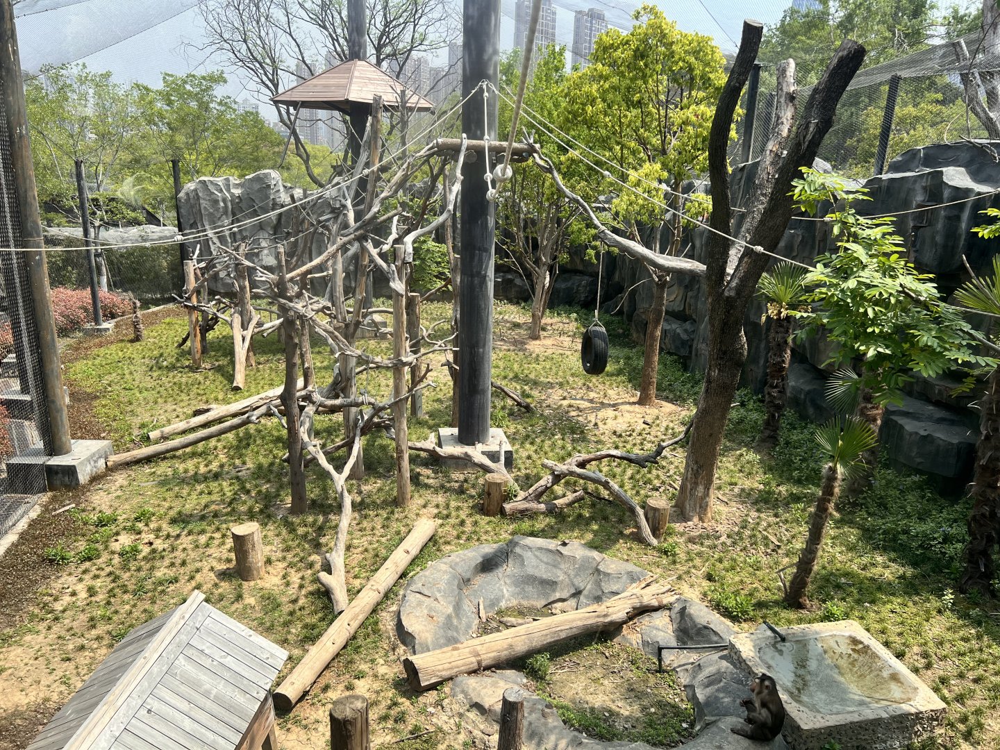 Northern Pigtail Macaque Exhibit
