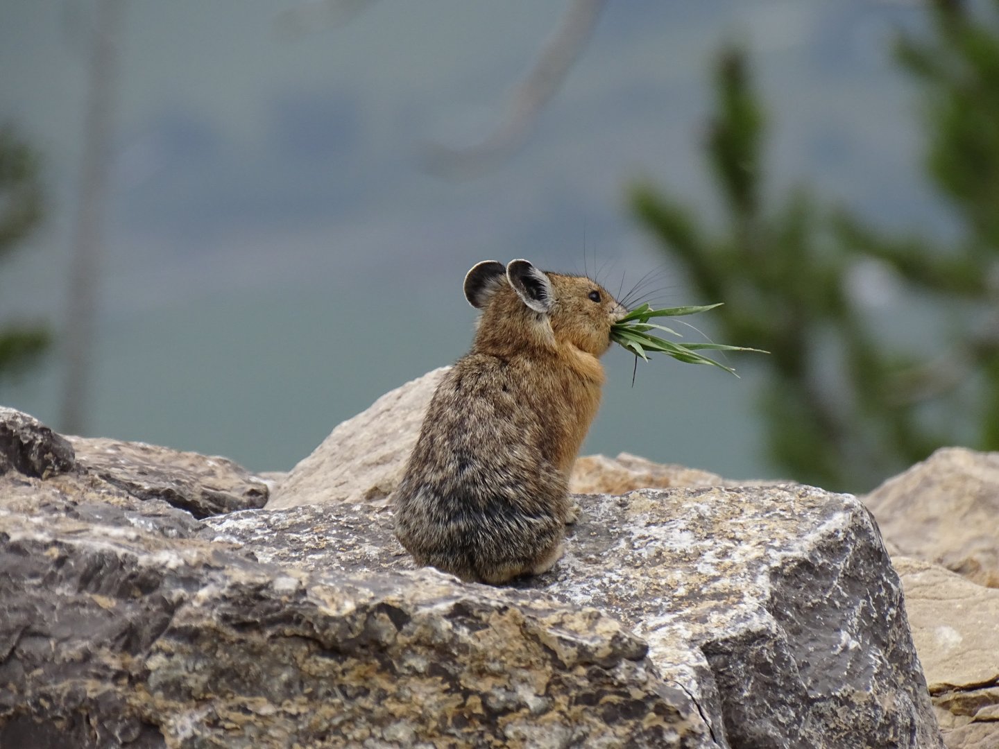 Northern pika (Ochotona hyperborea)