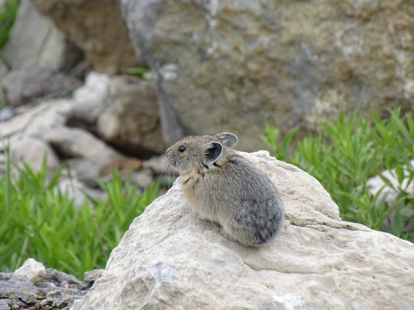 Northern pika (Ochotona hyperborea)