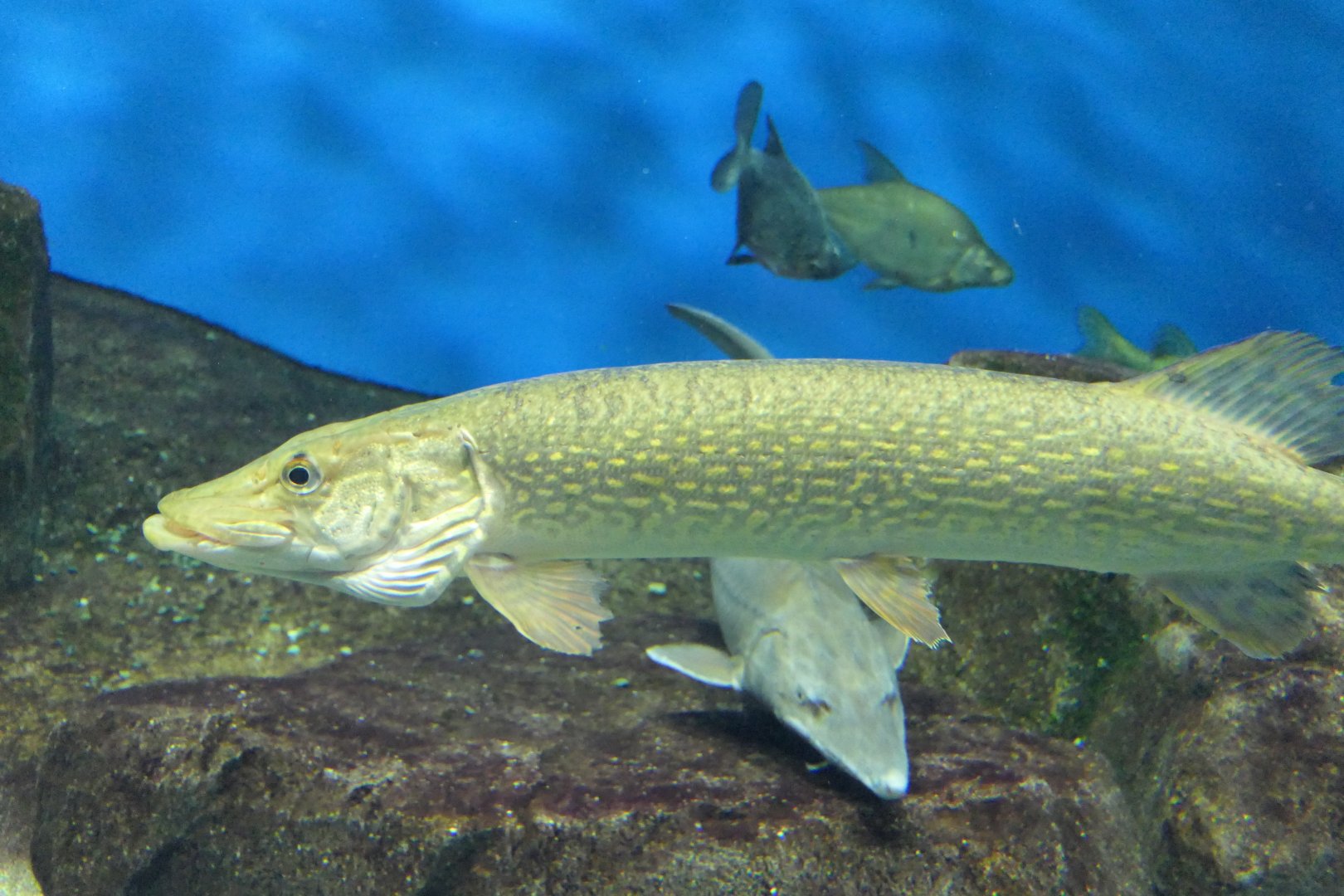 Northern Pike (Esox lucius) - Lake Biwa Museum