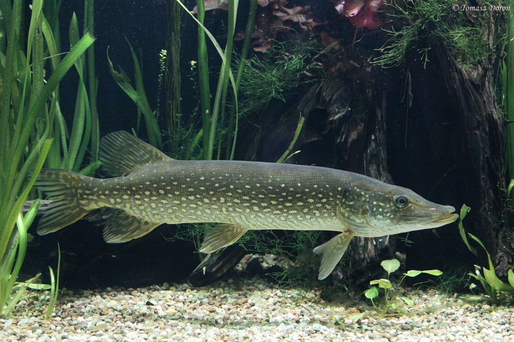 Northern Pike (Esox lucius)