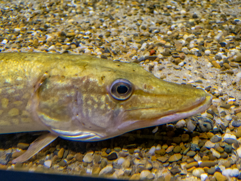 Northern pike / Esox lucius