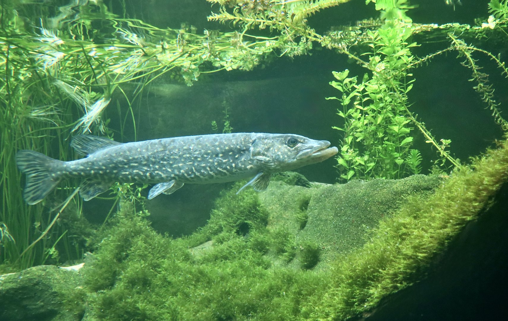 Northern Pike (Esox lucius)