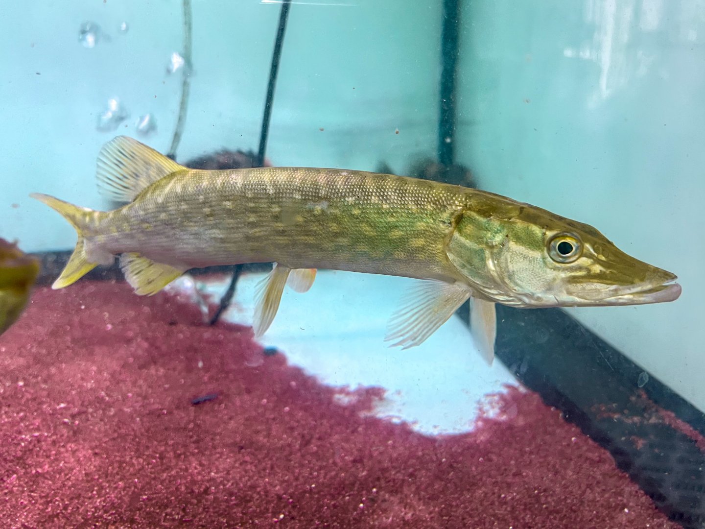 Northern Pike (Esox lucius)