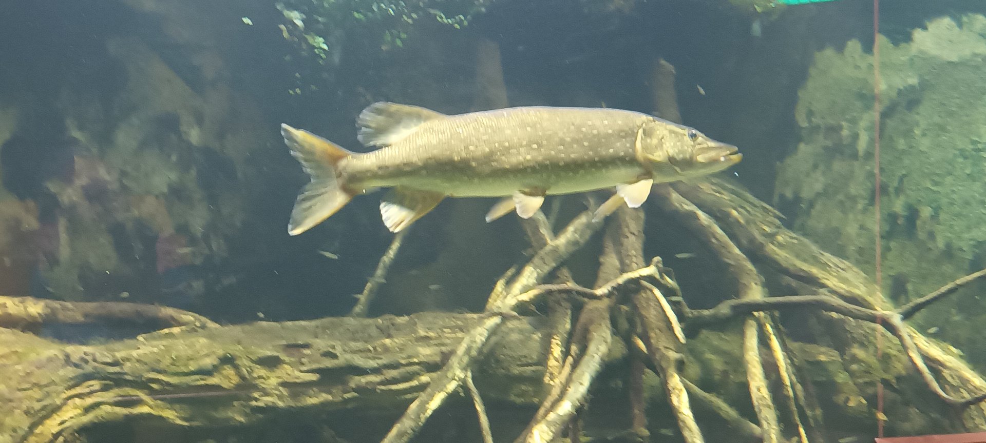 Northern Pike