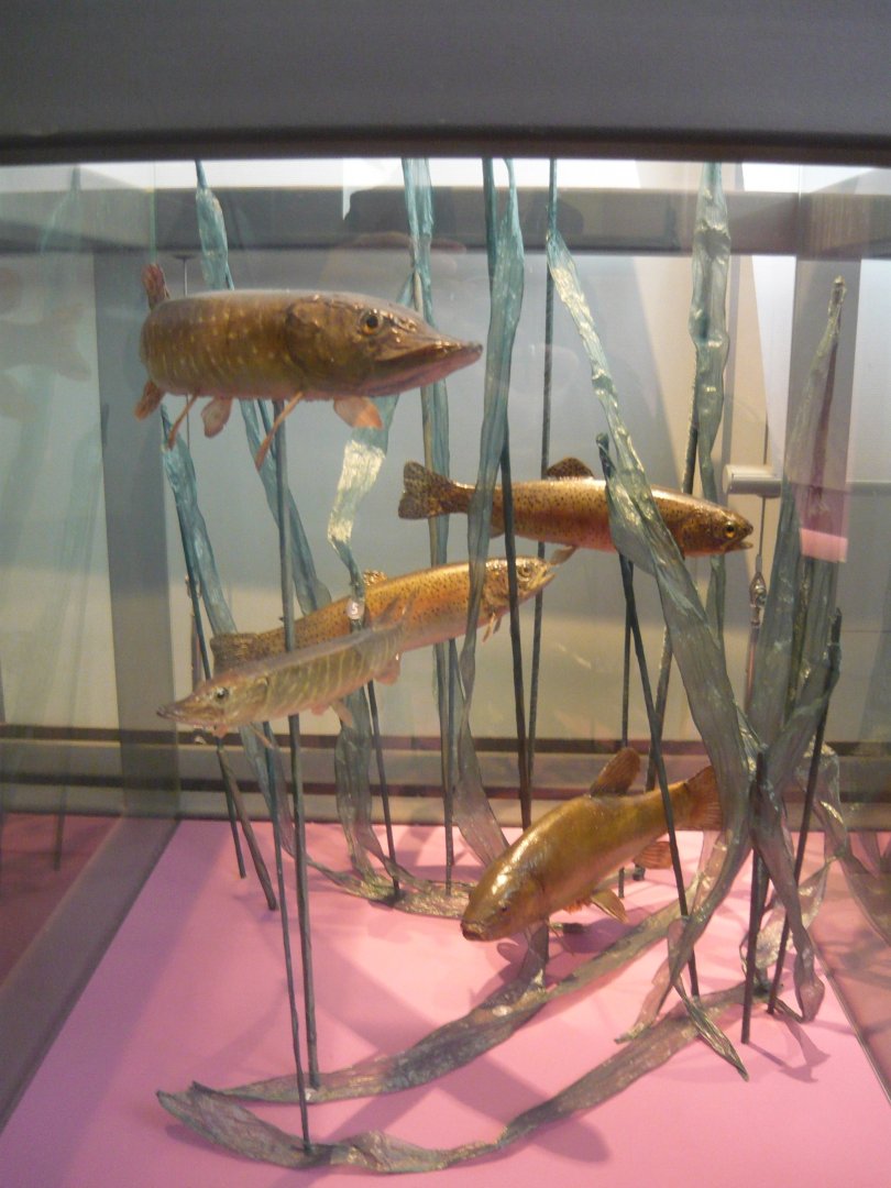 Northern pikes, Brown trouts and Tench