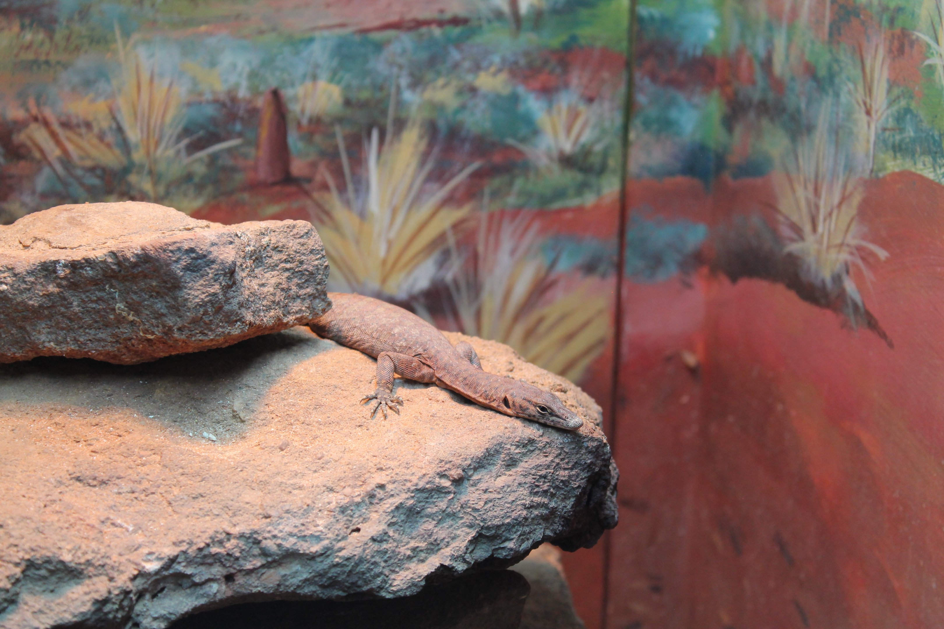 Northern Pilbara Rock Monitor (Varanus pilbarensis)
