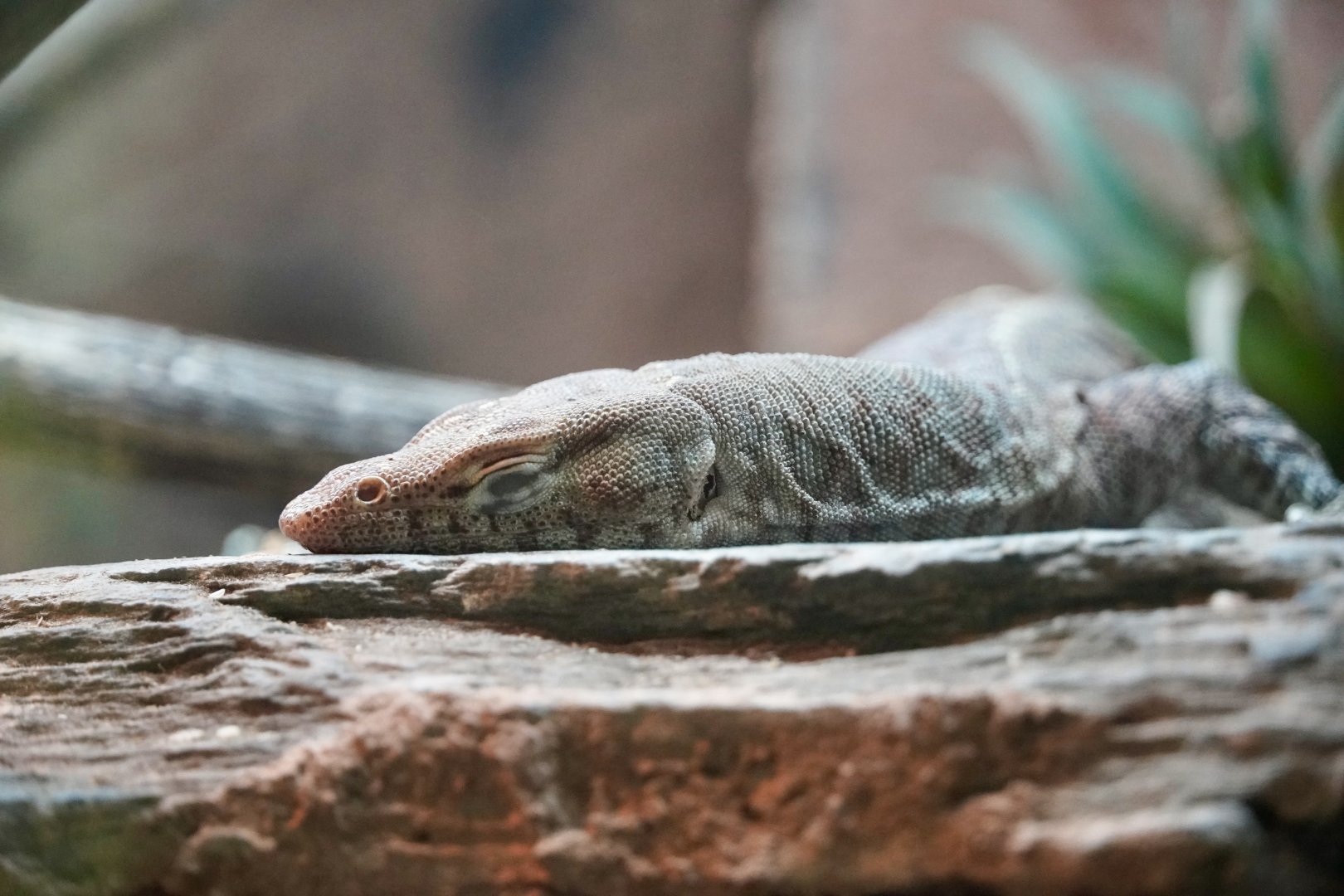 Northern Pilbara Rock Monitor
