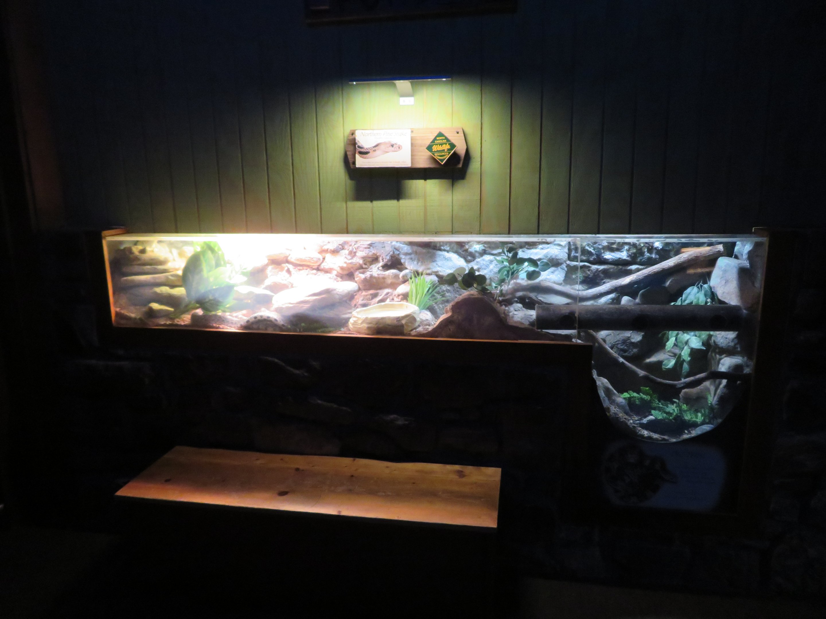 Northern Pine Snake Exhibit