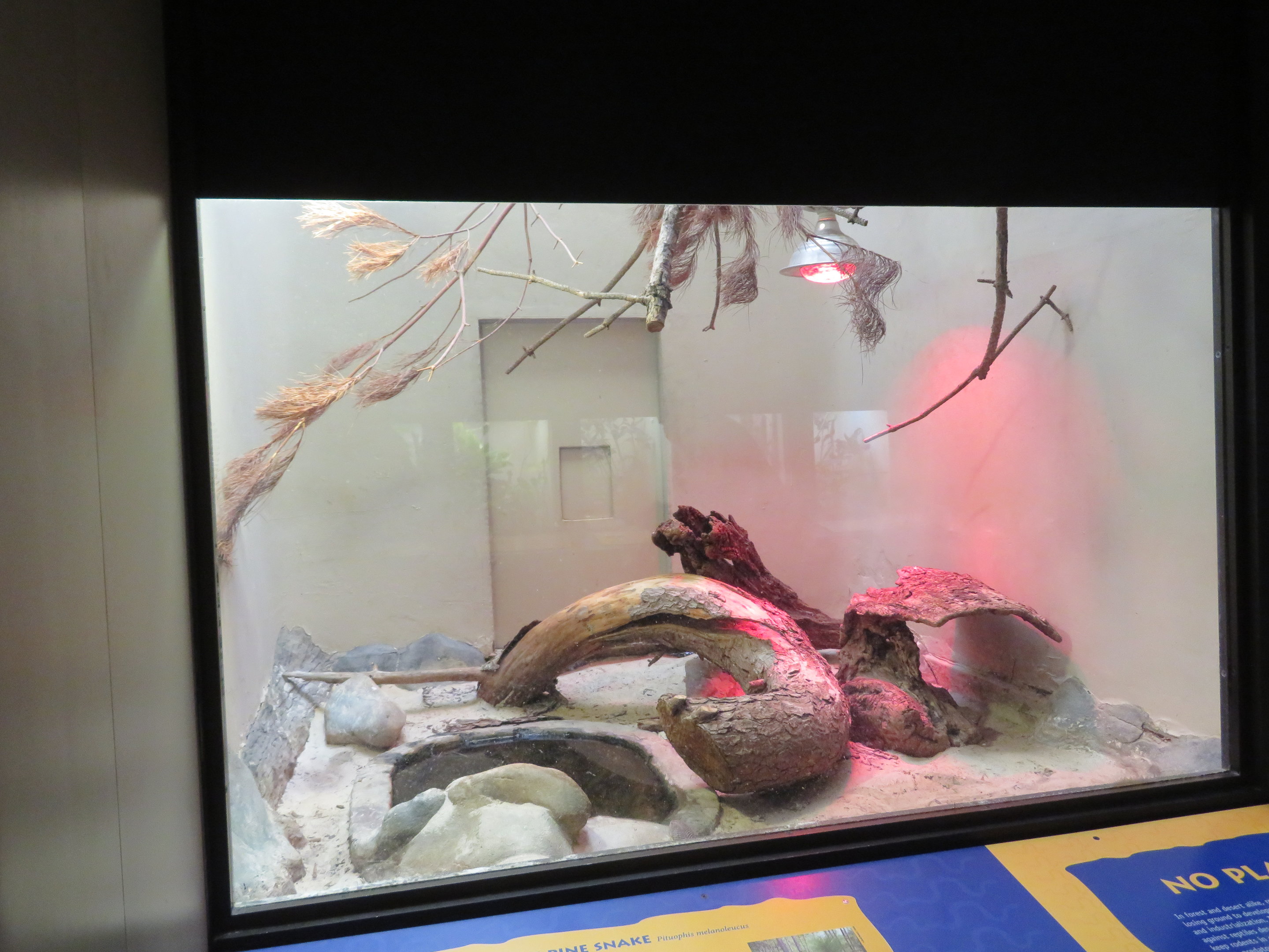 Northern Pine Snake Exhibit