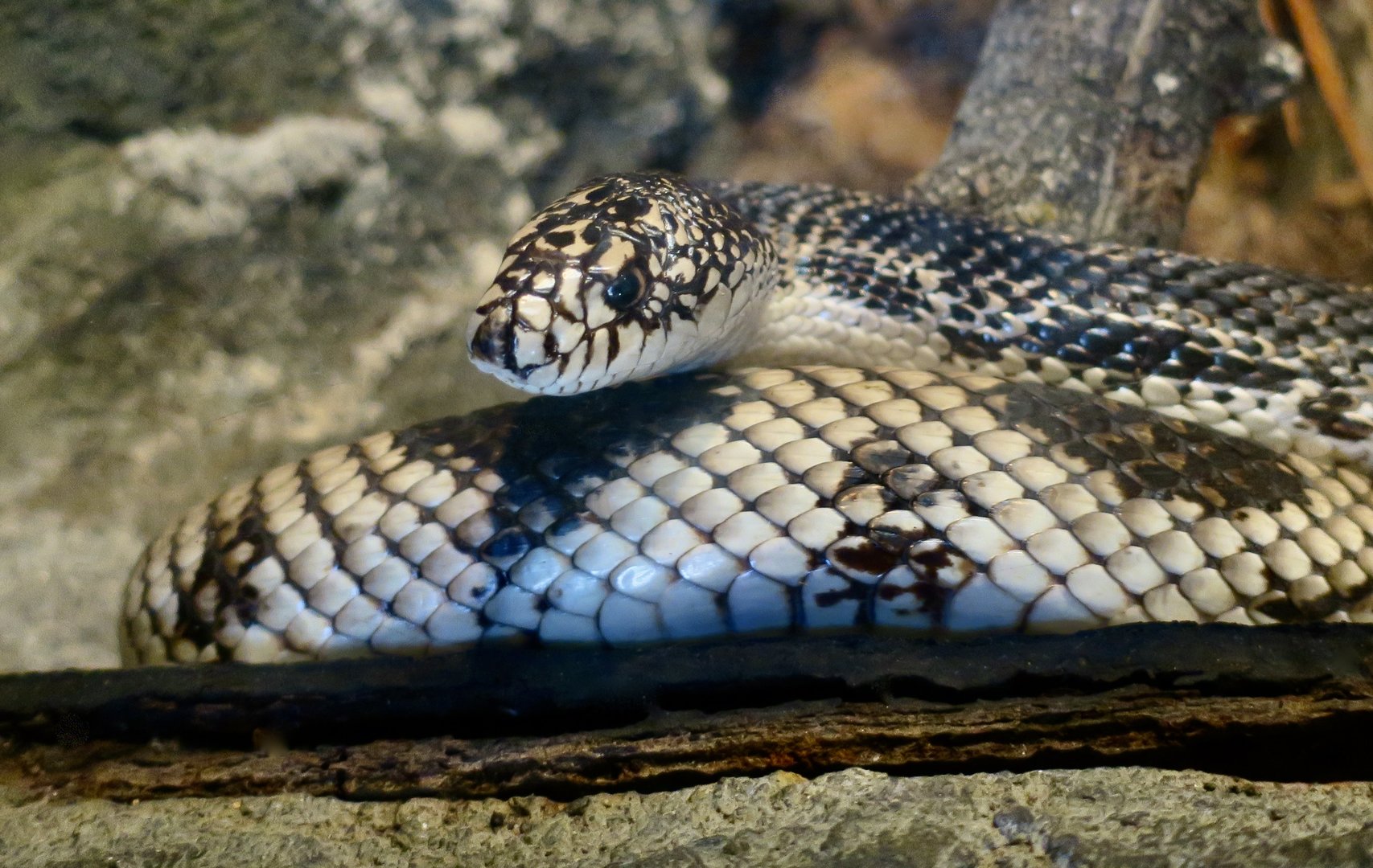 Northern Pine Snake (Pituophis melanoleucus melanoleucus)