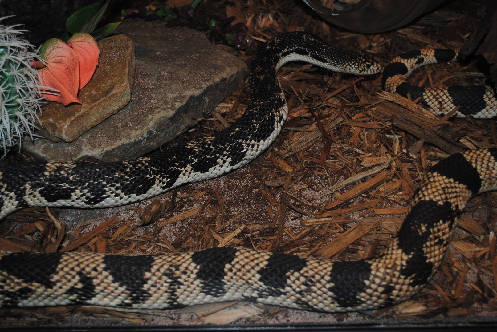 Northern Pine Snake