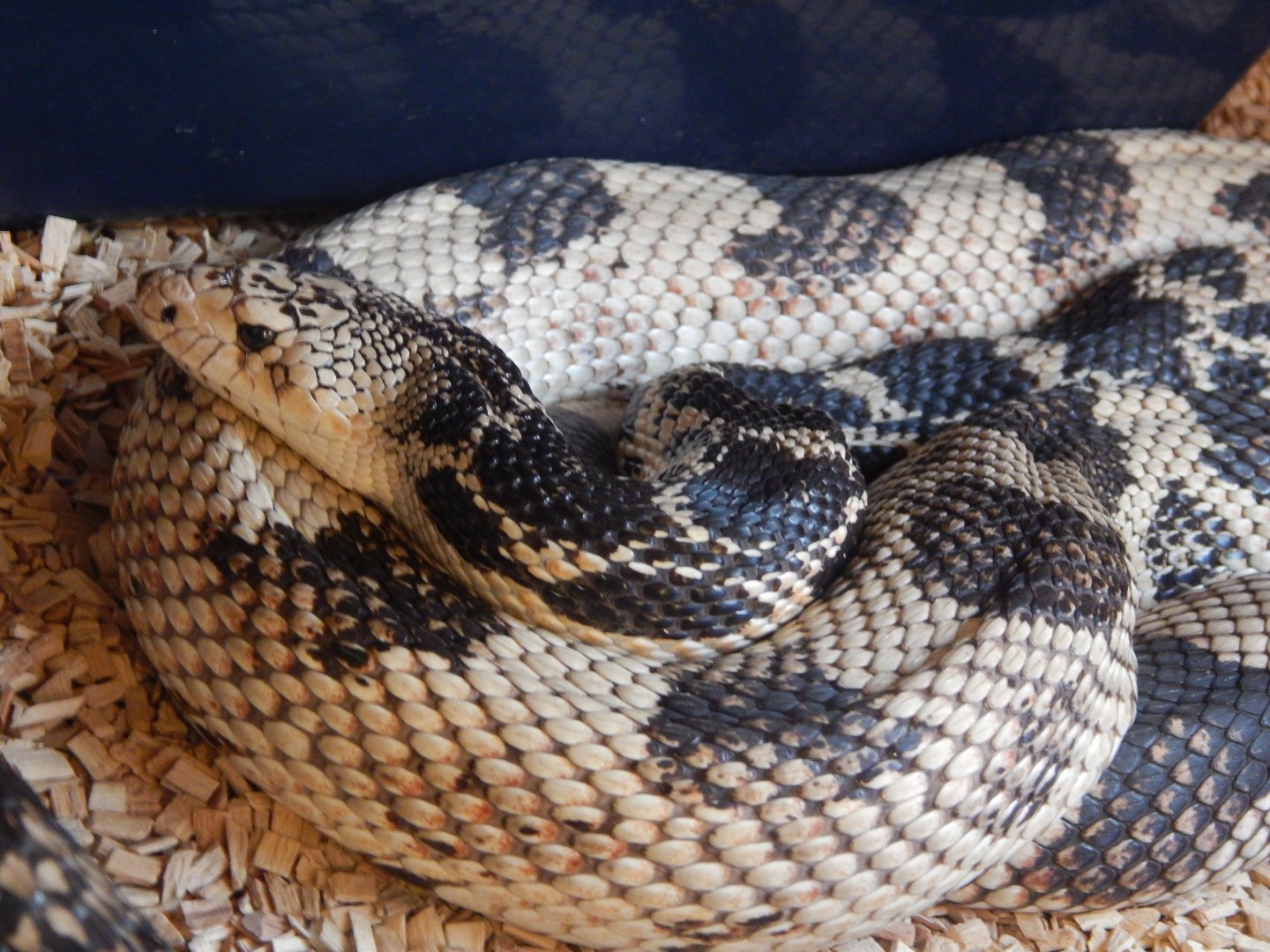 Northern Pine Snake