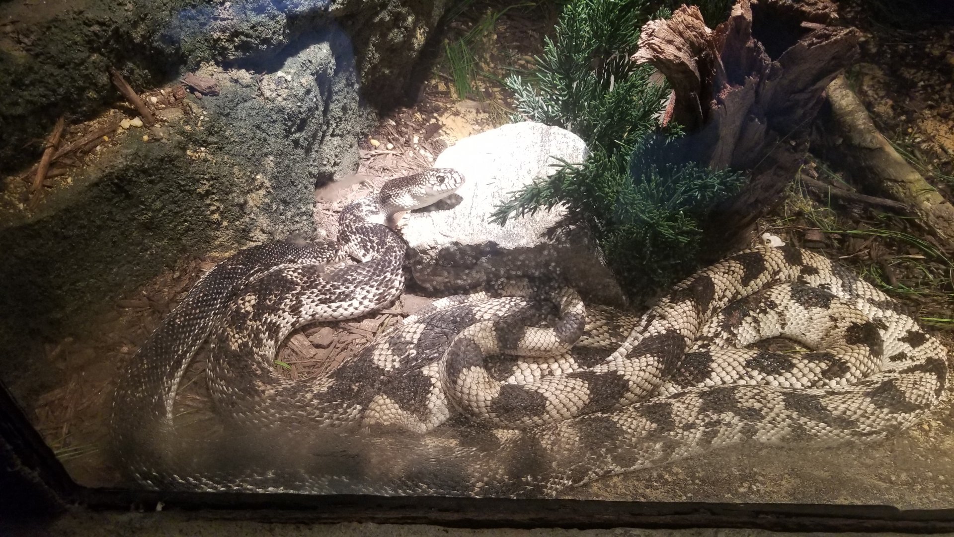 Northern pine snake