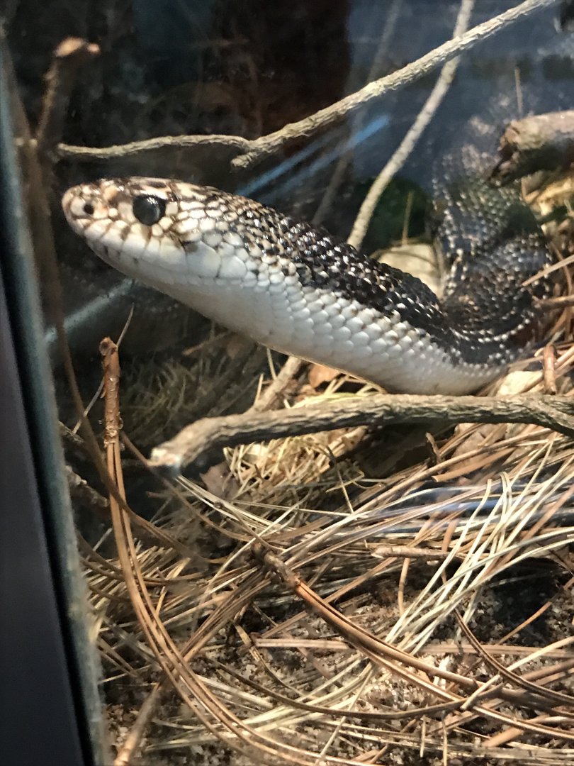 Northern pine snake