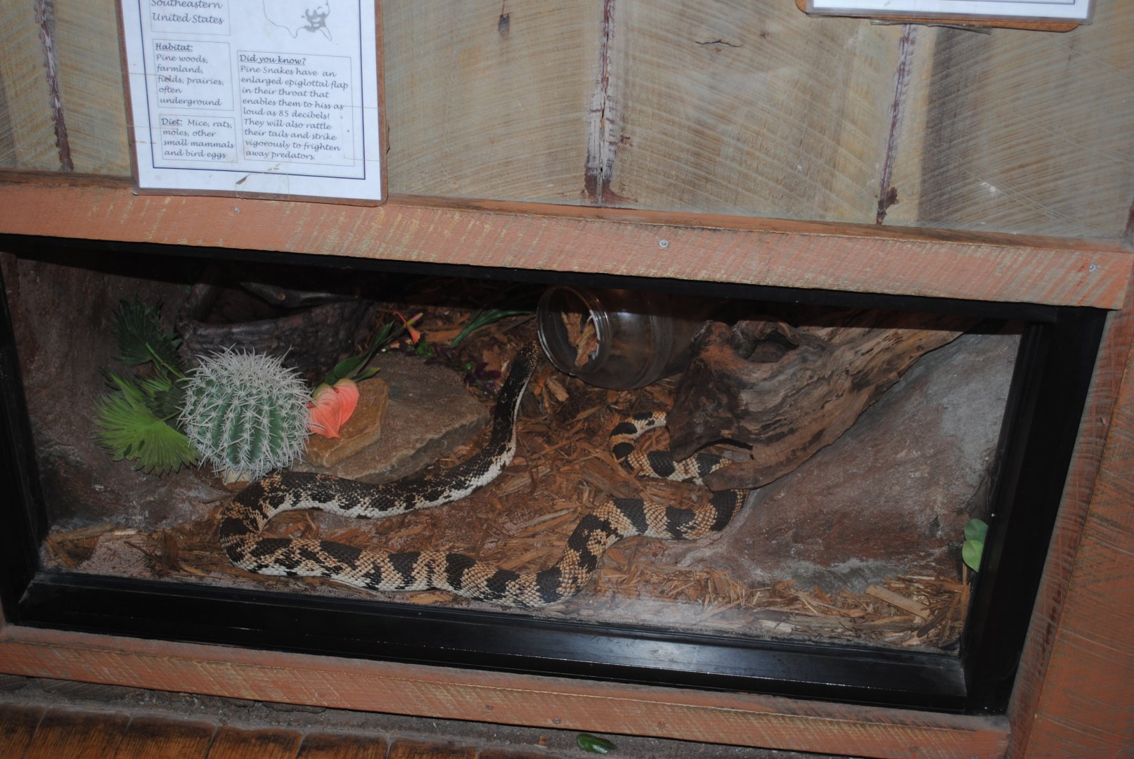 Northern Pine Snake's Terrarium (The Bayou Pavilion)