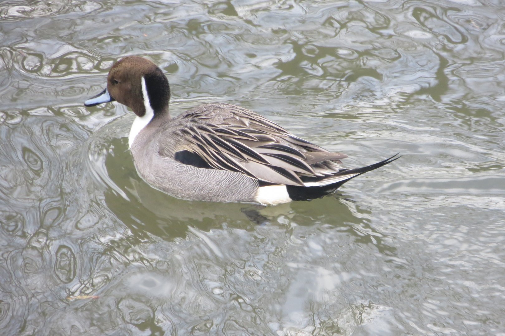 Northern pintail 040319