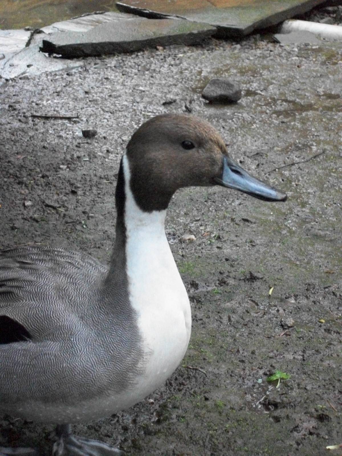 Northern Pintail, 11th May 2014