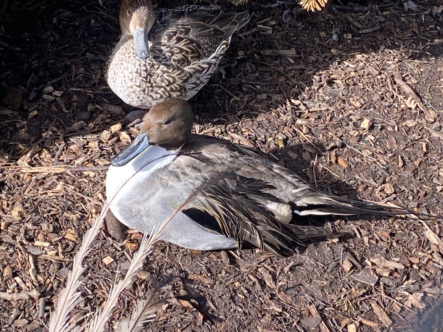 Northern pintail 250222