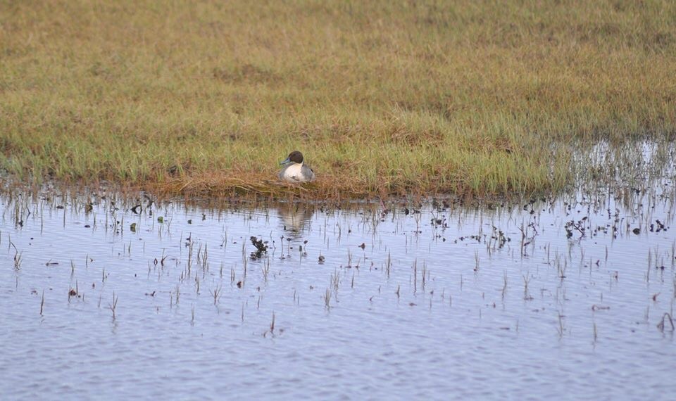 Northern Pintail - Alaska