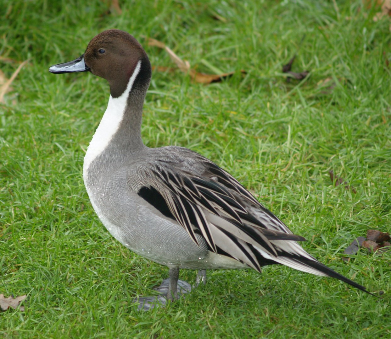 Northern pintail (Anas acuta), 2006-12-31
