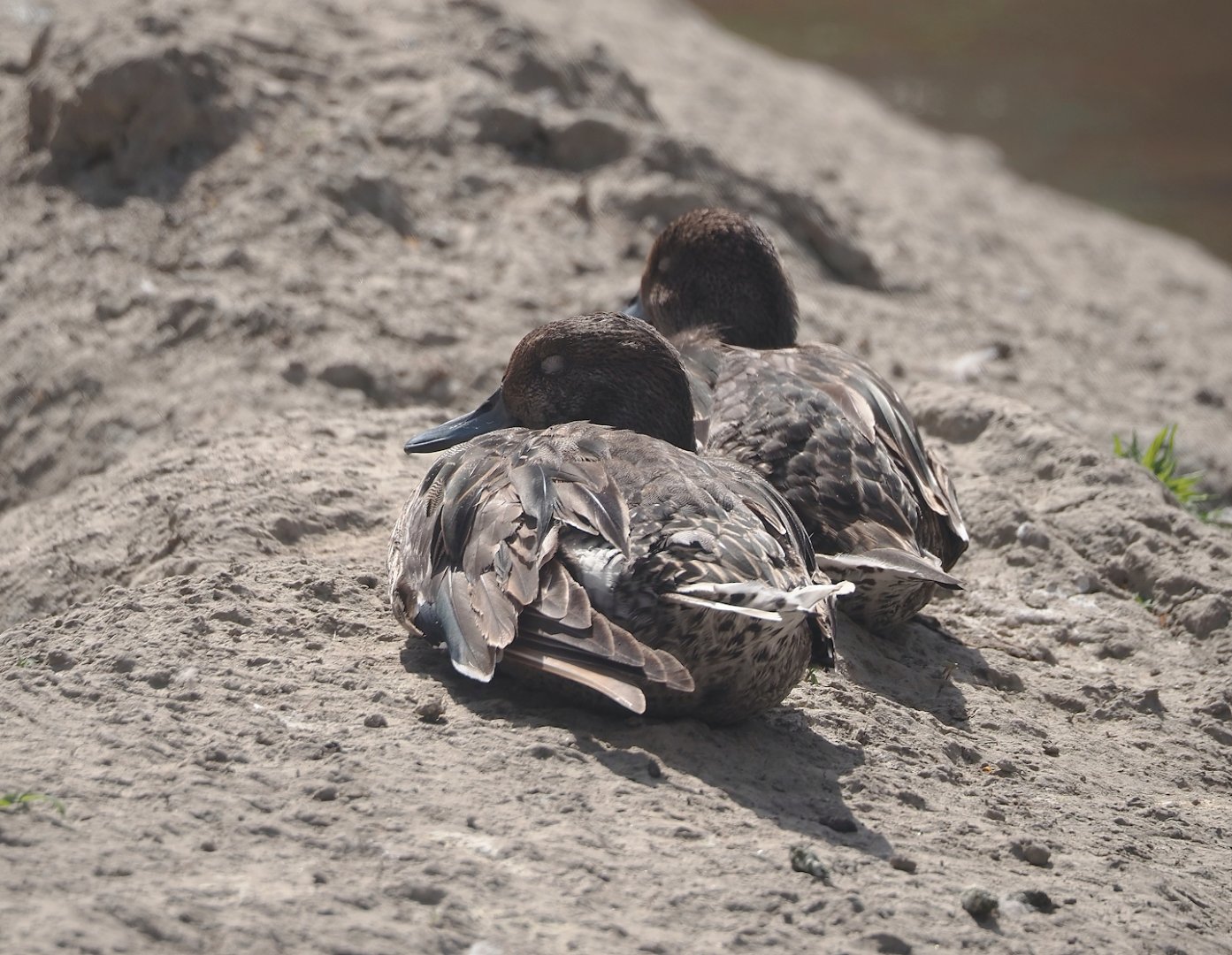 Northern pintail (Anas acuta), 2024-06-30