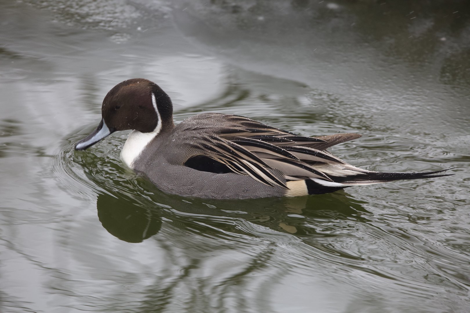 Northern Pintail/ Anas acuta, male
