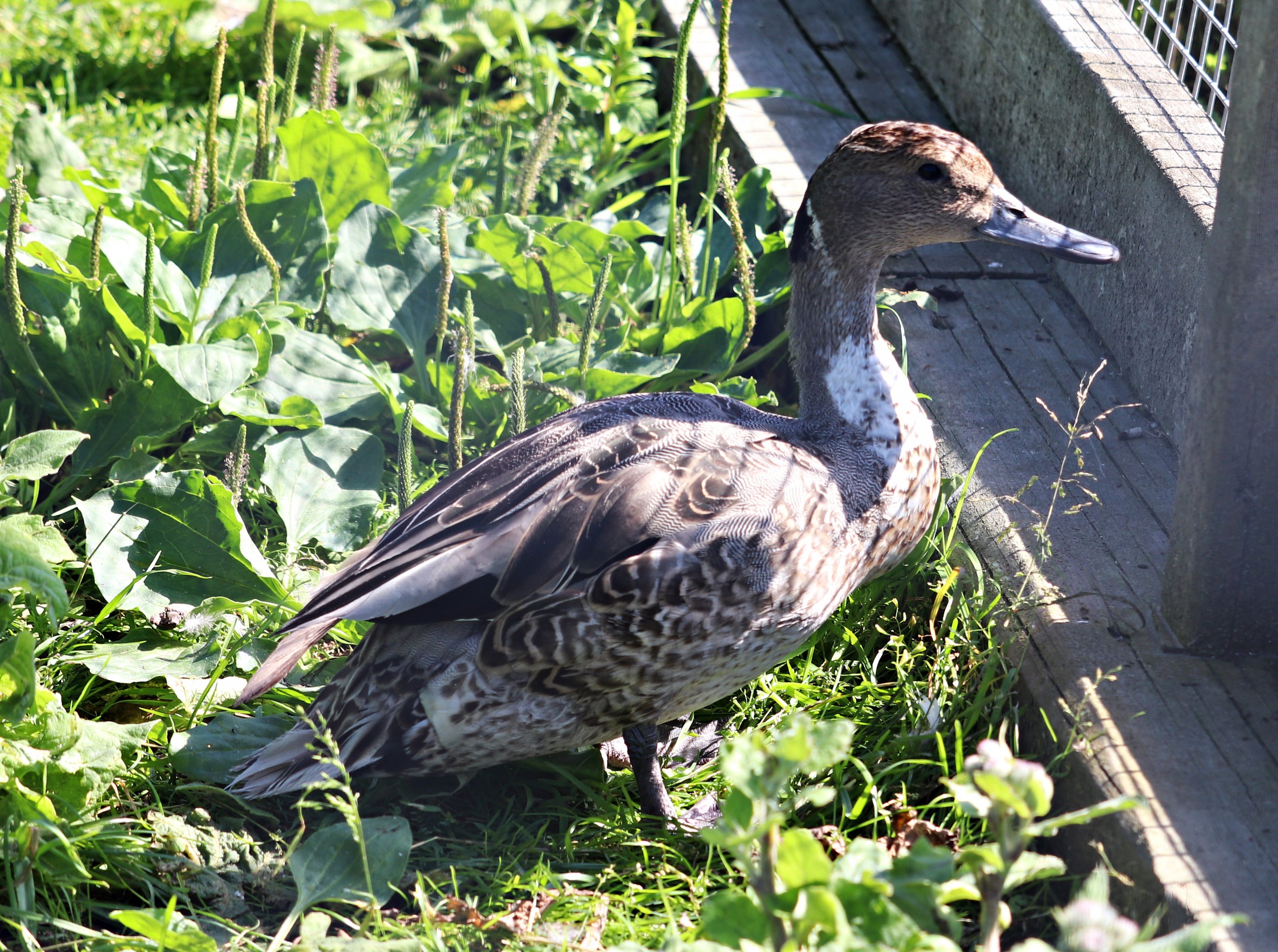 Northern pintail (Anas acuta)