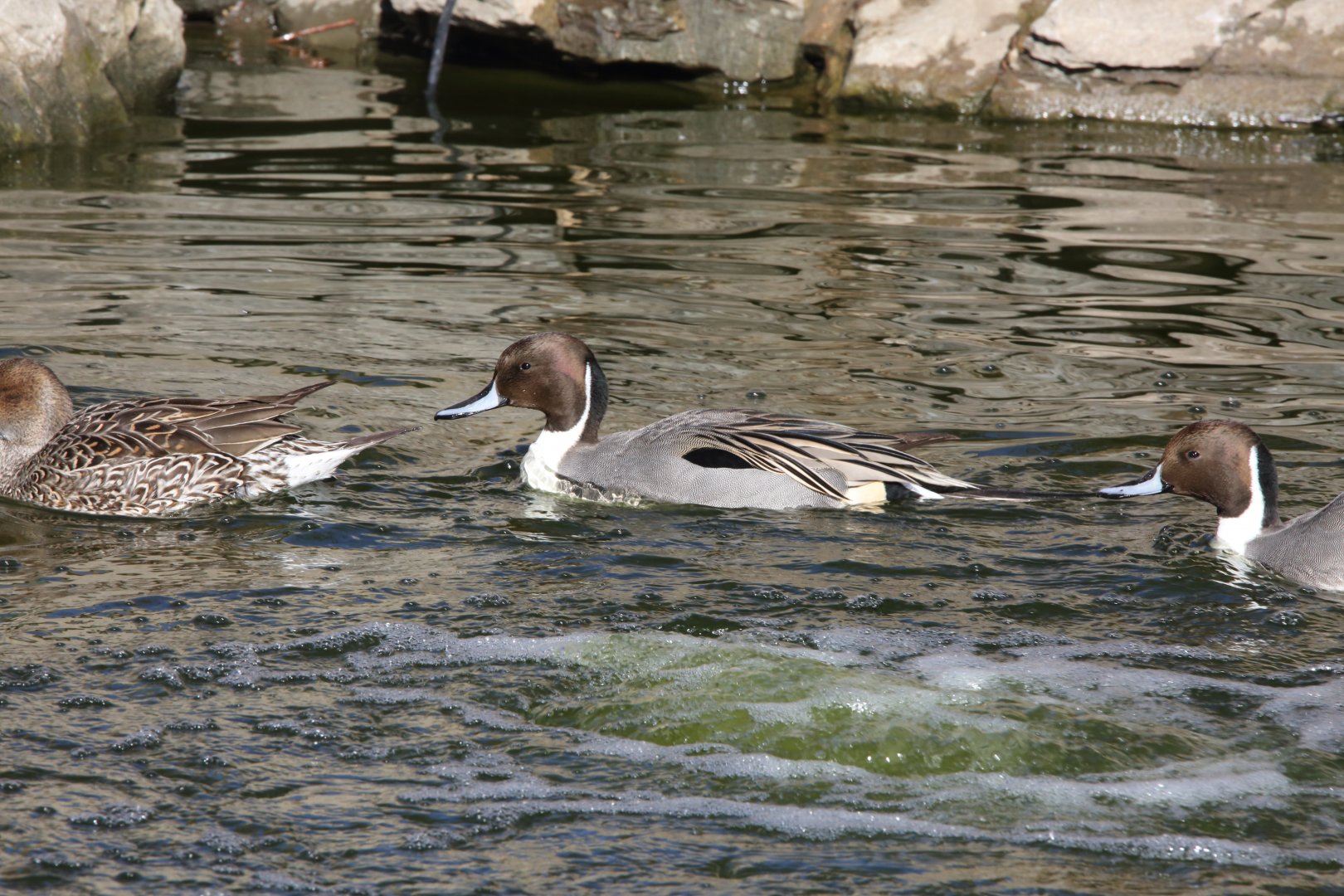 Northern Pintail/ Anas acuta