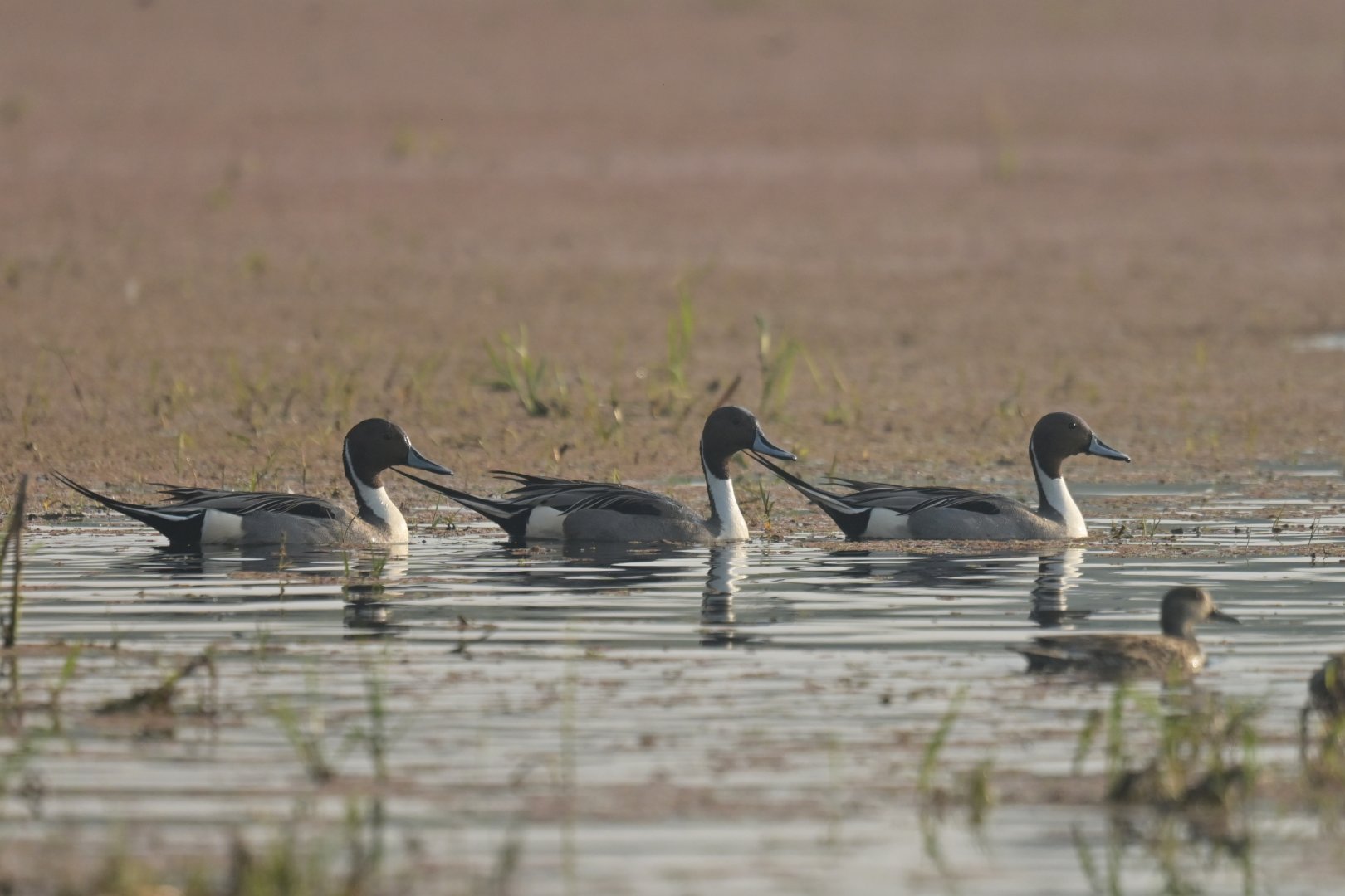 Northern Pintail Anas acuta