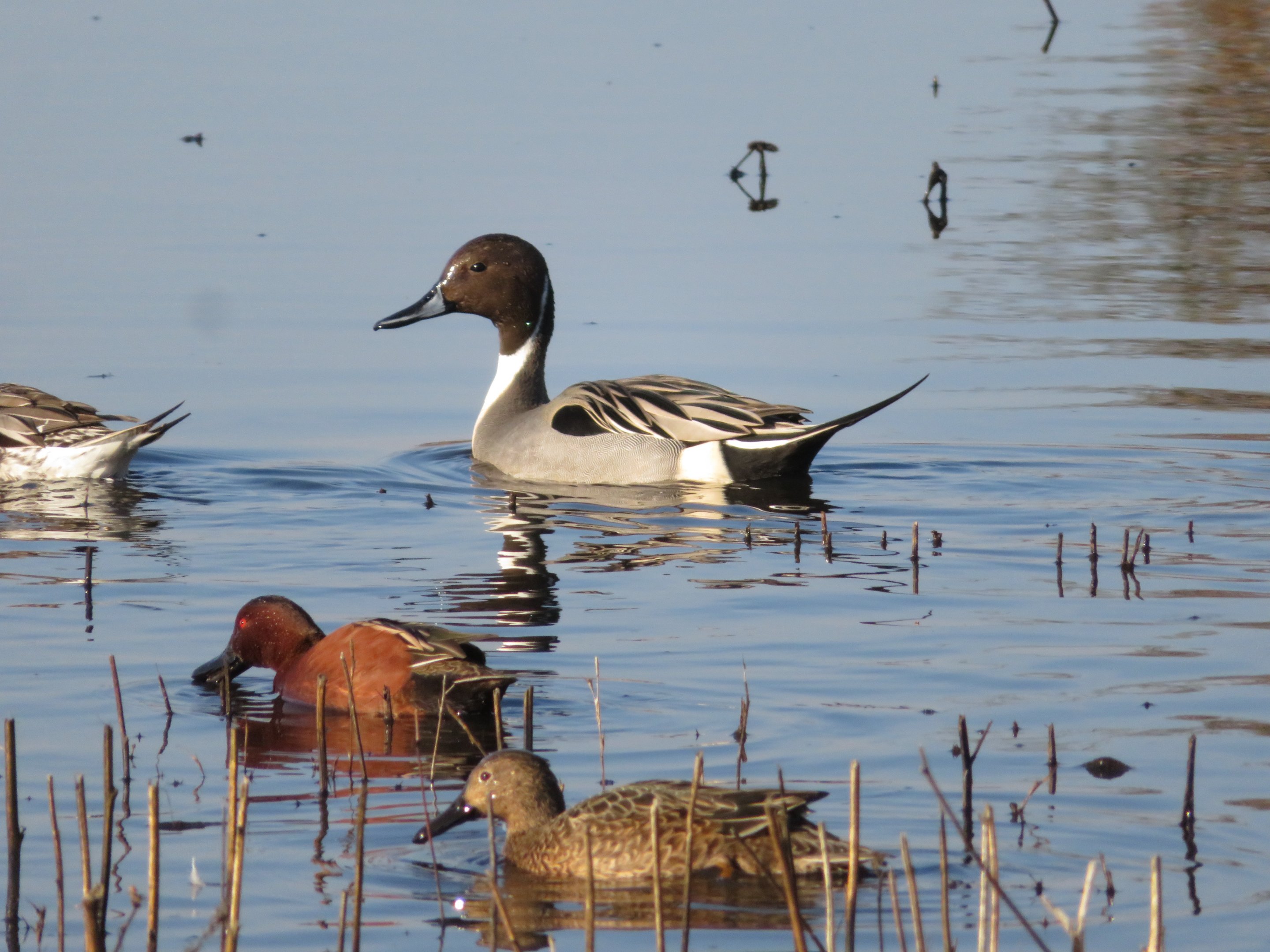 Northern Pintail and Cinnamon Teal
