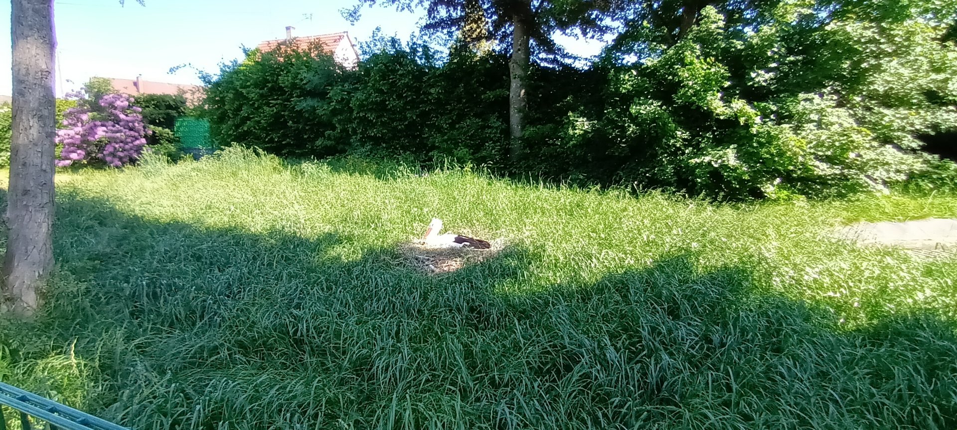 Northern Pintail and European white Stork Enclosure