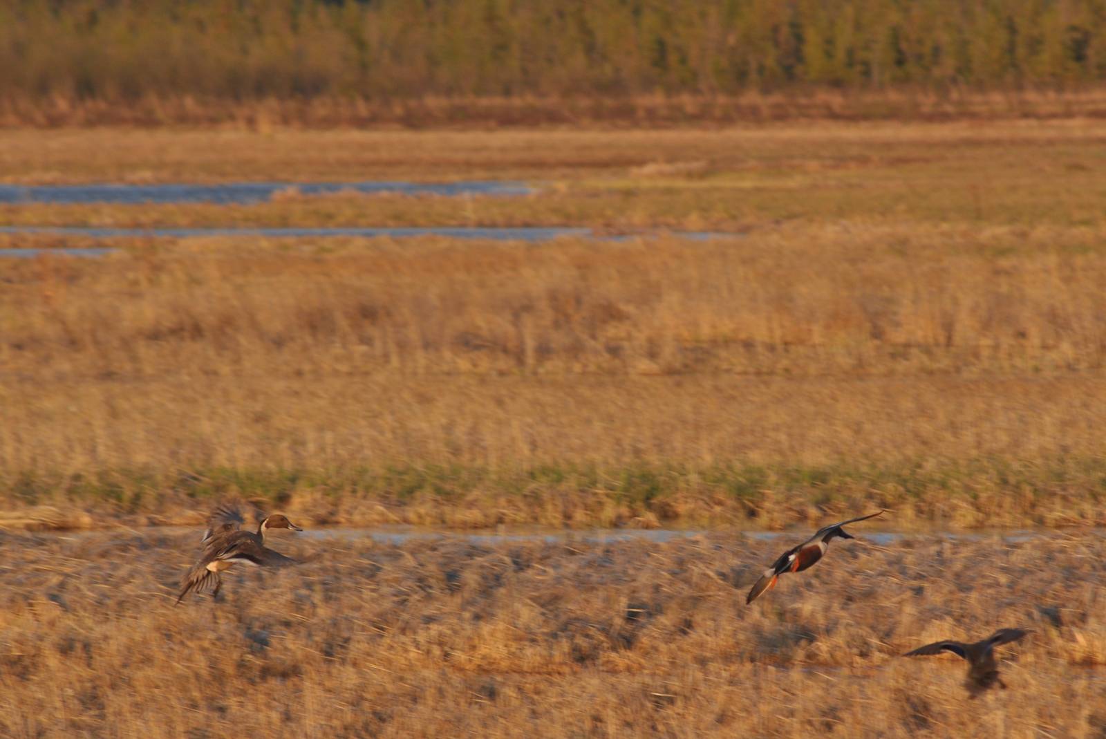 Northern Pintail and Northern Shoveler - Alaska (Potter Marsh)