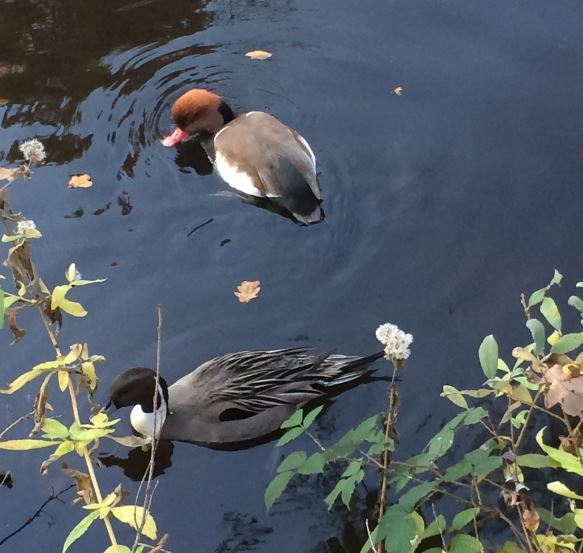 Northern Pintail and Red-Crested Pochard (17-11-2018