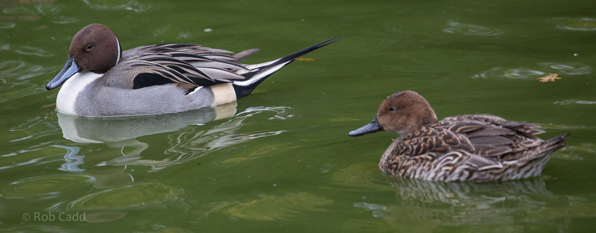 Northern pintail : Cotswold WP : 08 Nov 2015
