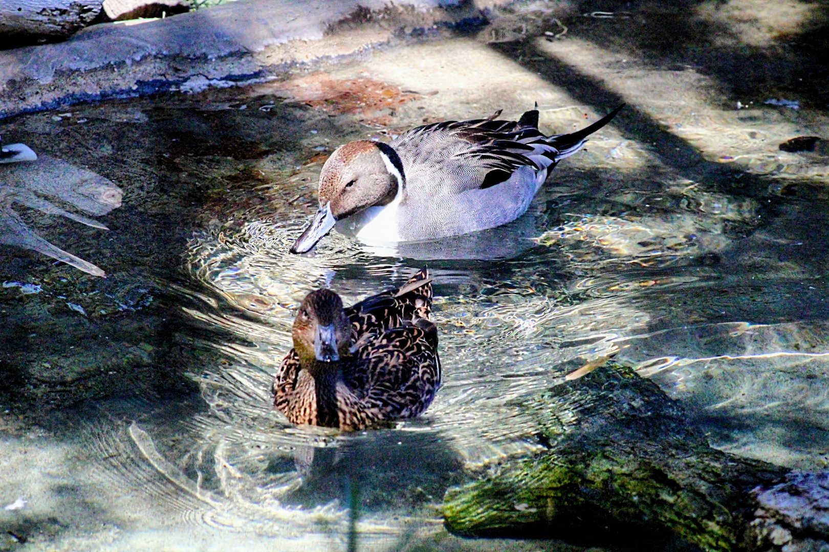 Northern Pintail Pair