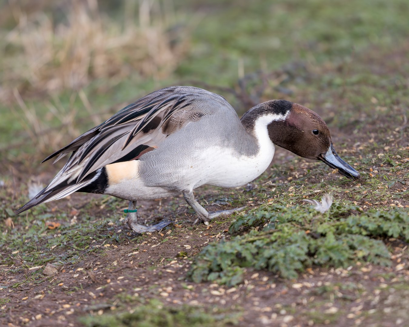 Northern Pintail / Watatunga / 31-10-23