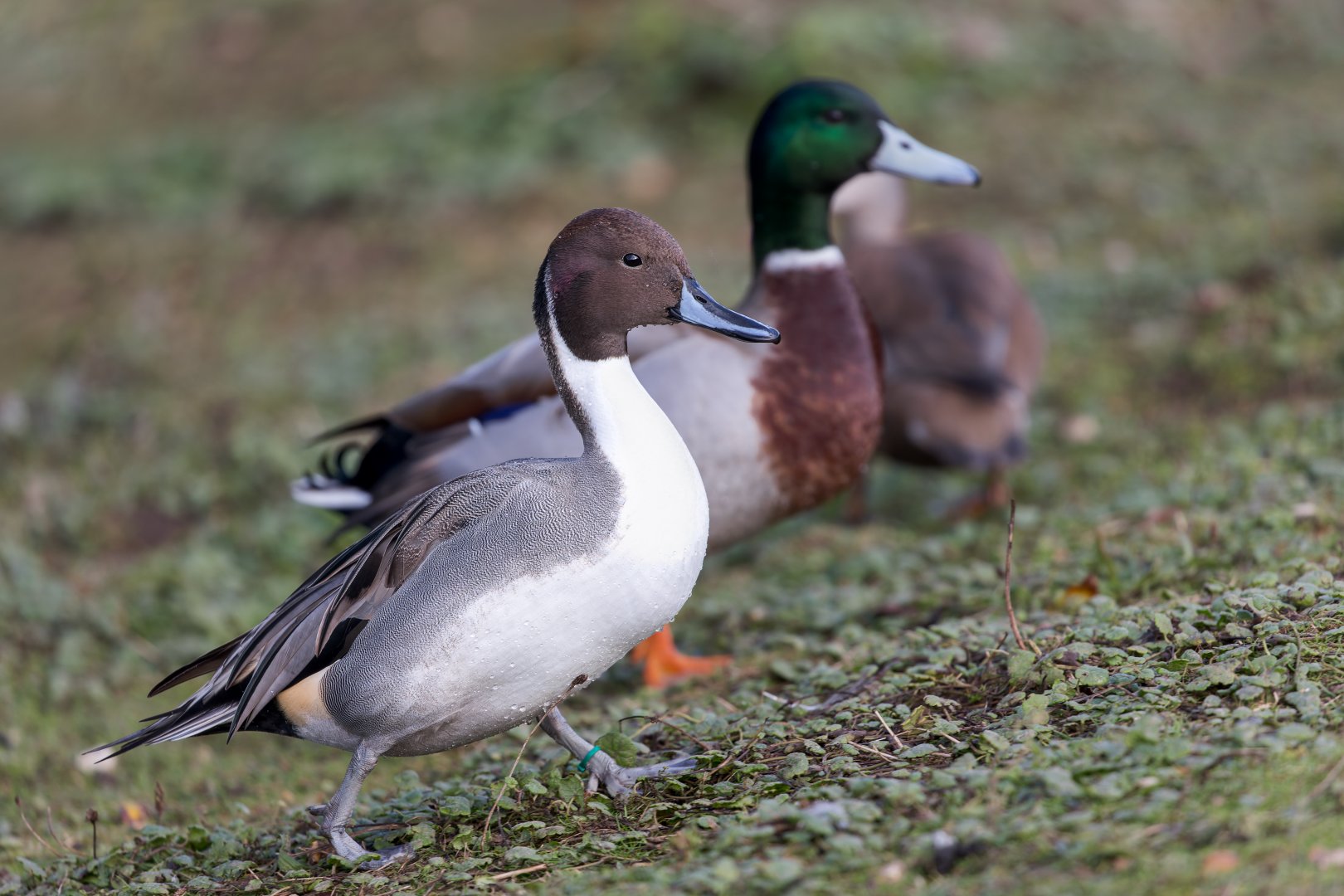 Northern Pintail/ Watatunga 31-10-23