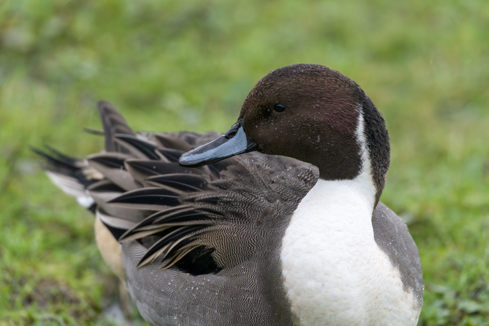 Northern Pintail (wild), UK