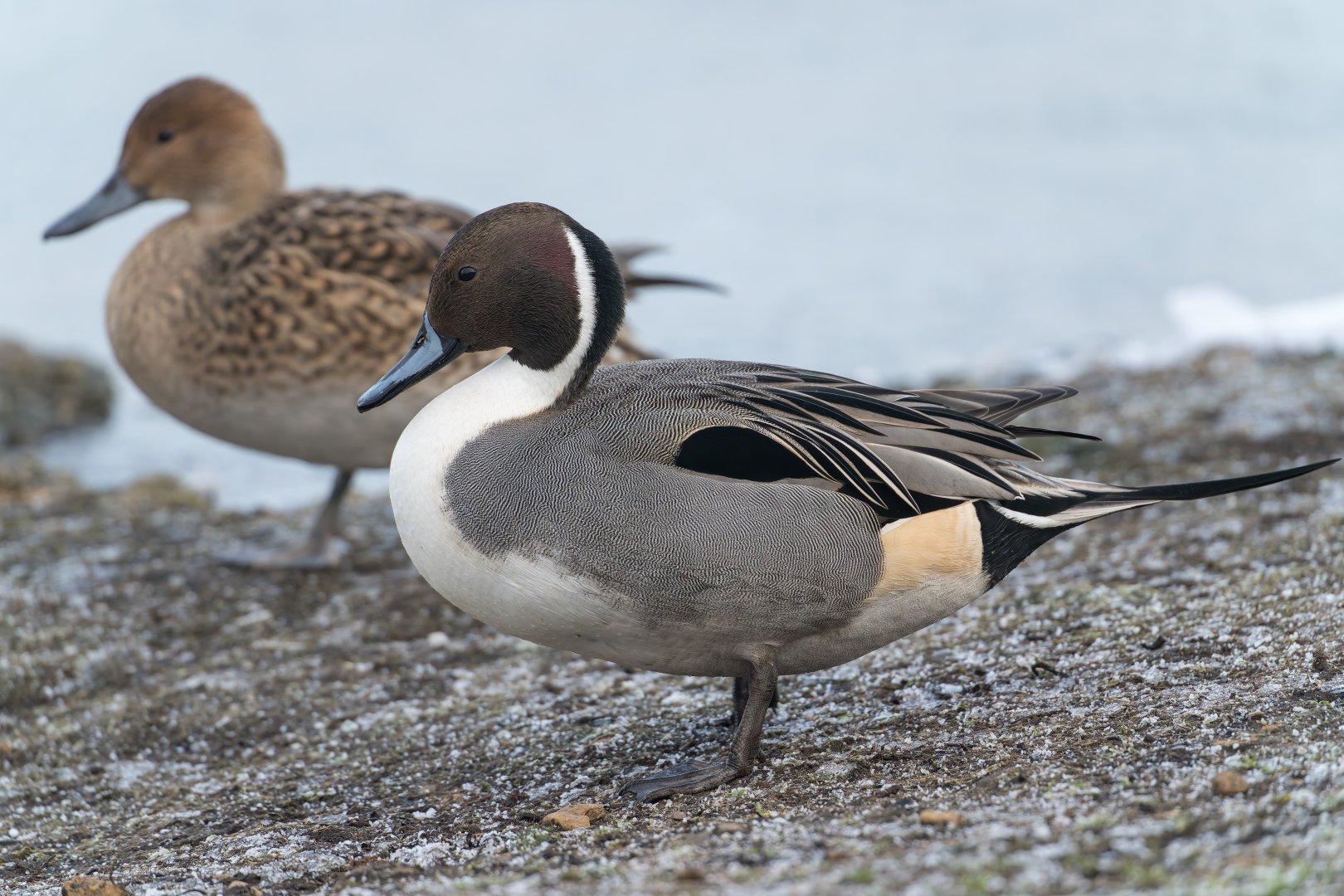 Northern Pintail, wild, UK