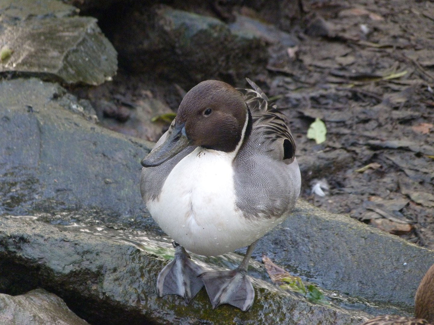Northern pintail -Zoo de Santillana del Mar (2024)