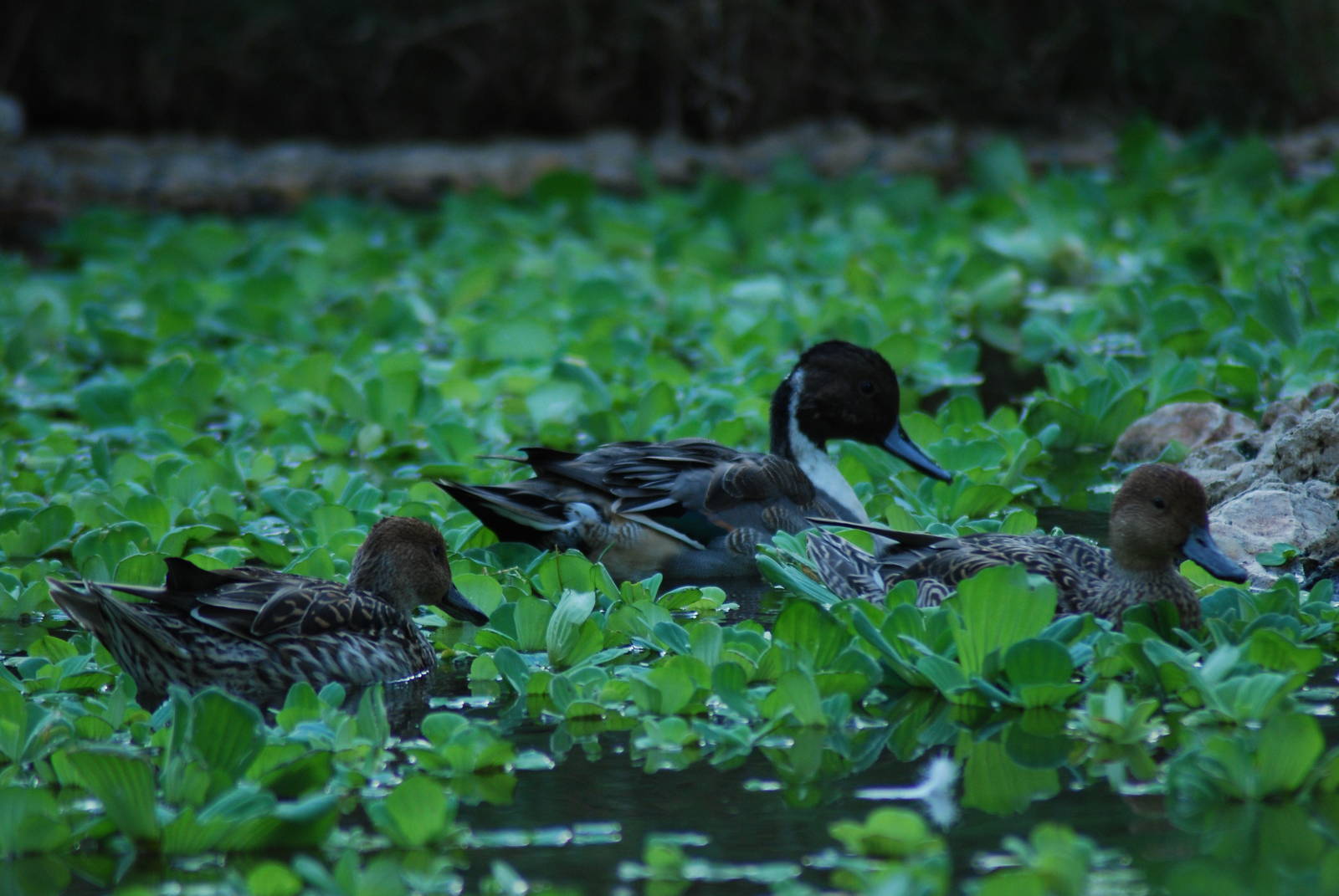 Northern pintail