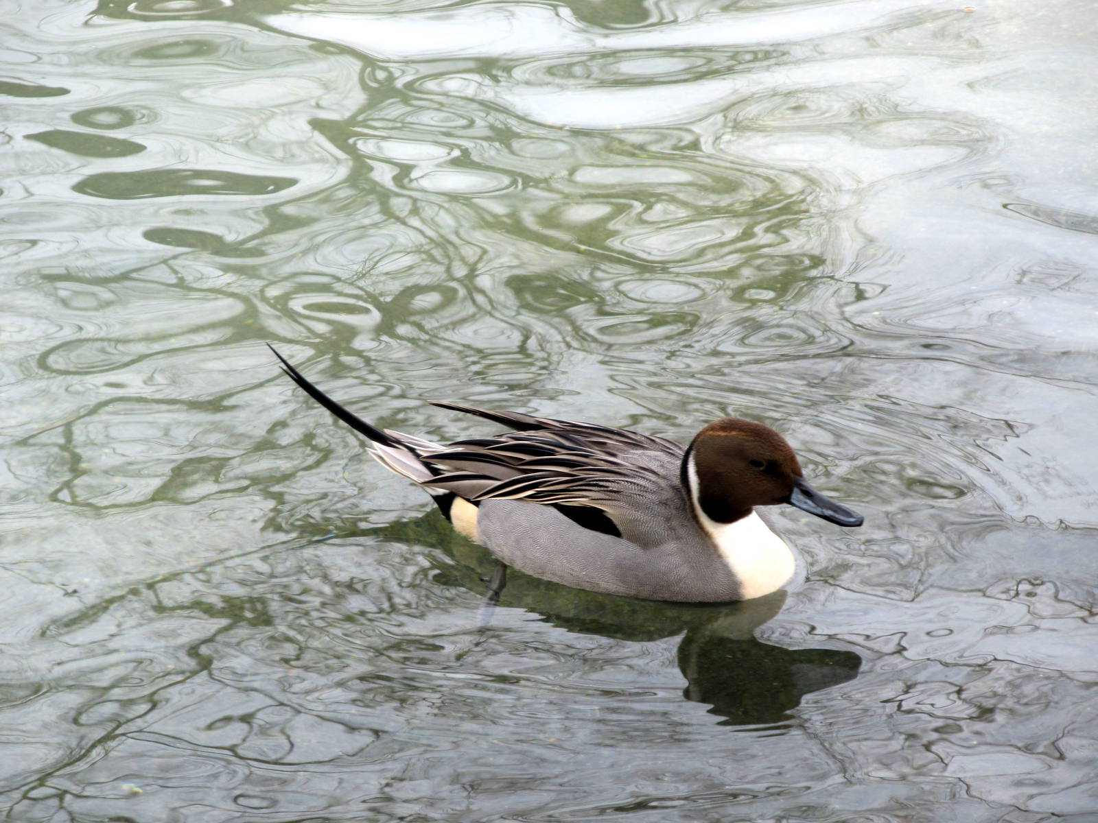 Northern Pintail