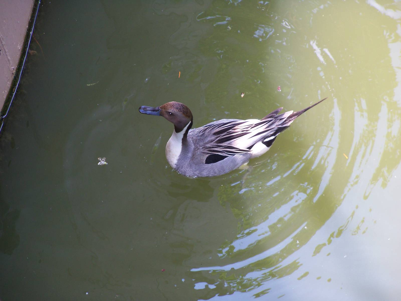 Northern Pintail