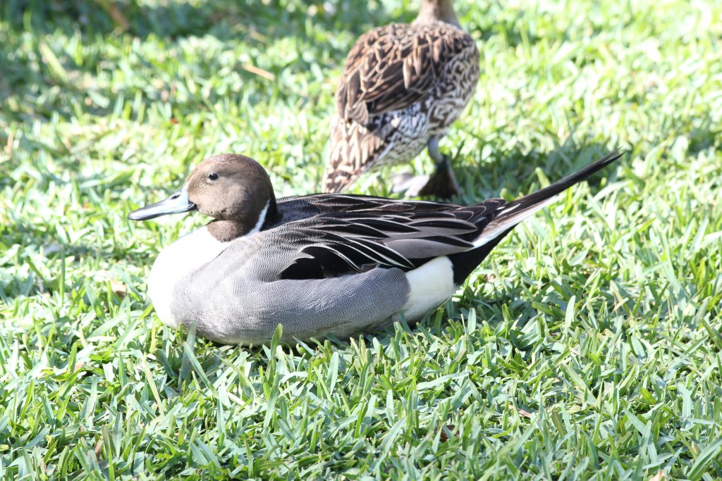 Northern Pintail