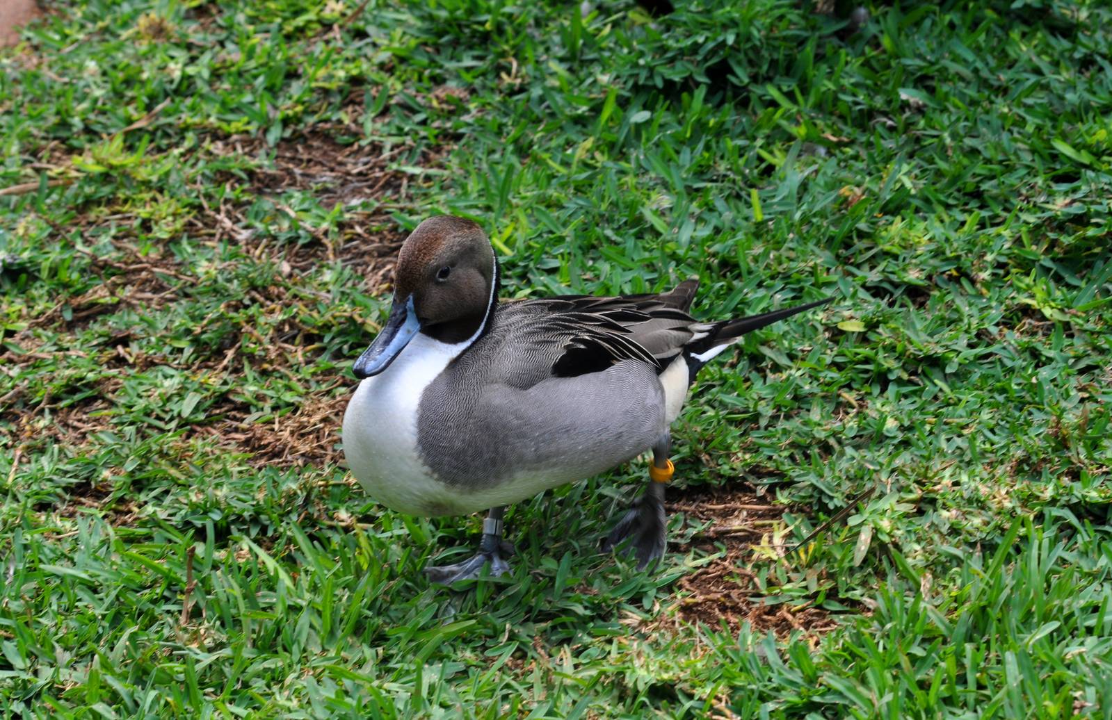 Northern Pintail