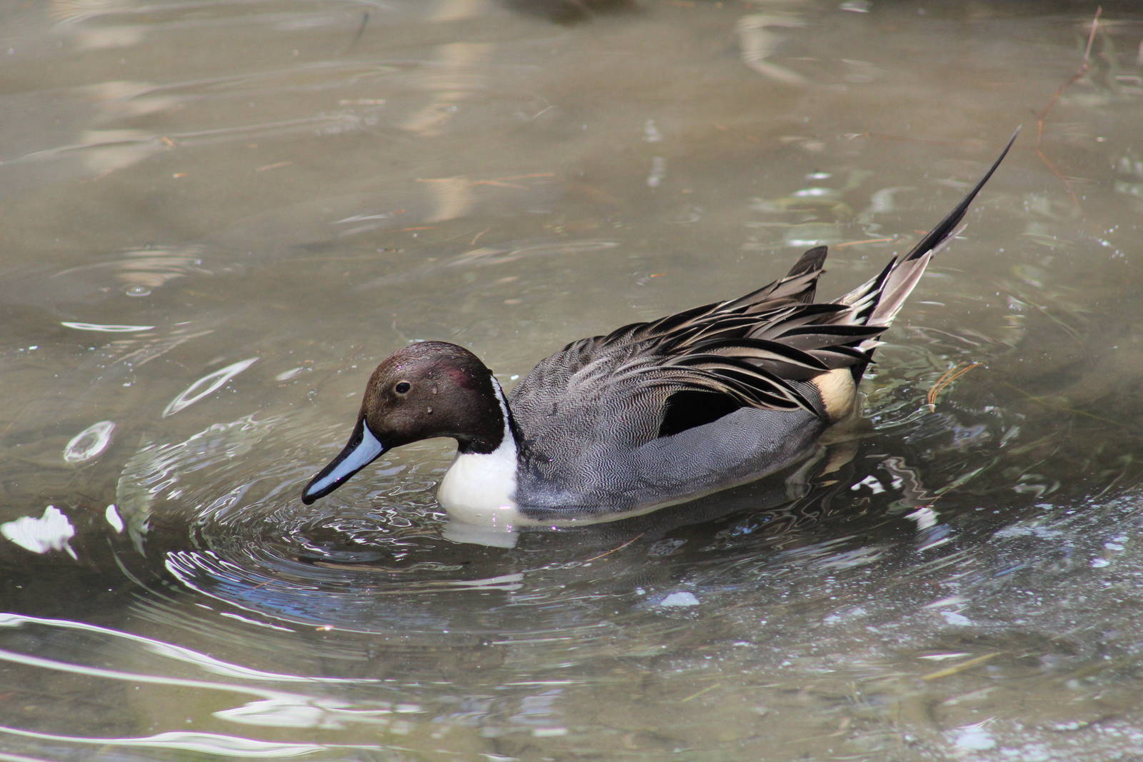 Northern Pintail