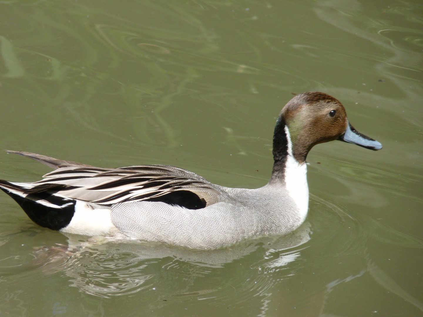 Northern pintail