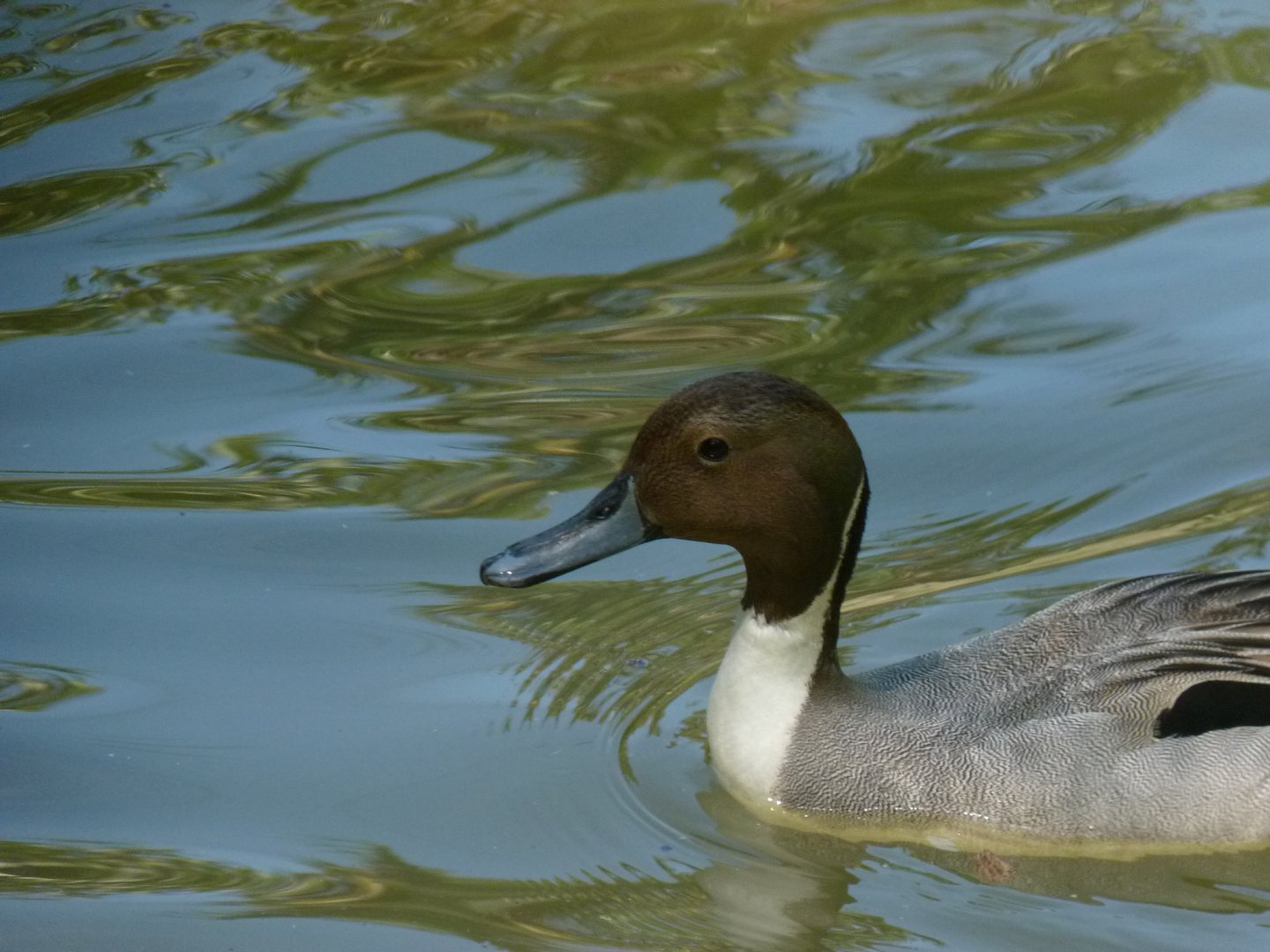 Northern pintail